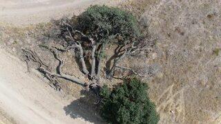 3 asırlık ağaca kimse dokunamıyor! Sebebi duyanları şaşırtıyor