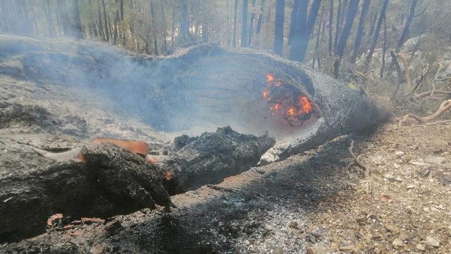 Sütçüler orman yangını 8'inci günde kontrol altında: Artık herhangi bir tehlike arz etmiyor