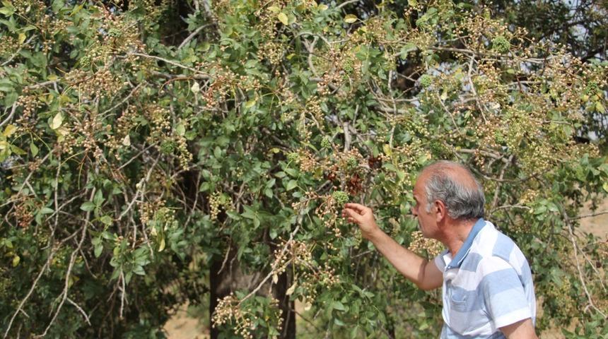 Onun için Arap ülkelerinden akın akın geliyorlar! Kilosu 300 lira, altınla yarışıyor