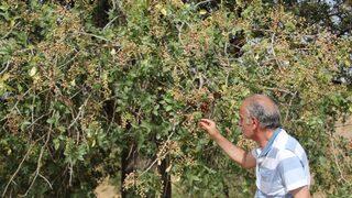 Onun için Arap ülkelerinden akın akın geliyorlar! Kilosu 300 lira, altınla yarışıyor