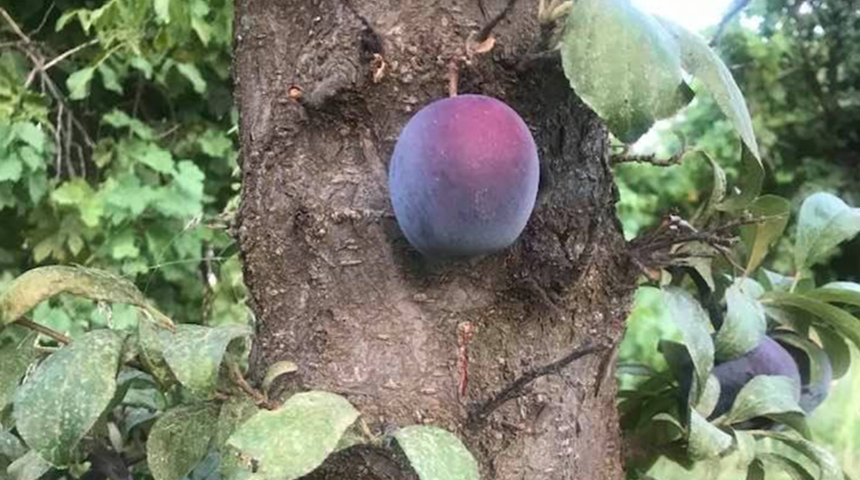 Bu erik diğerlerinden çok farklı! Erik meyvesi ağacın dalında değil, gövdesinde çıktı
