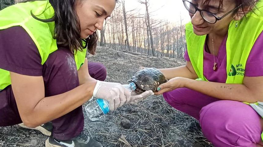 Antalya'daki yangında zarar gören hayvanların da yaraları sarılıyor