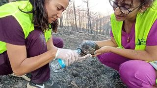 Antalya'daki yangında zarar gören hayvanların da yaraları sarılıyor