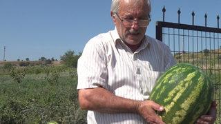 Taşova'daki bu tarlada para geçmiyor: Para ile gelsen aç gidersin