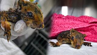 Manavgat'taki yangından kurtuldu, şimdi yaşam mücadelesi veriyor! Artık doğada yaşayamayacak