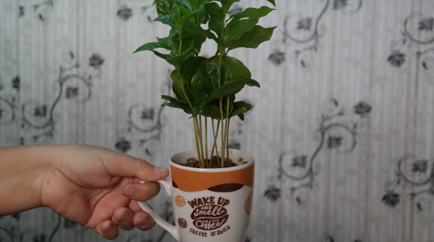 Kahve severlerin favorisi bu bitki! Fincanın içinde satılıyor