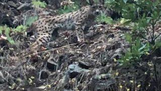 Tunceli'de ormanın hayaleti olarak bilinen vaşak görüntülendi