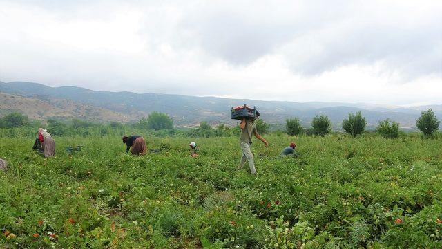 Üretici değil satıcı kazanıyor: Markette 5 lira tarlada ise 1 lira