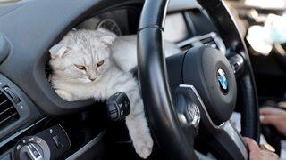 Kapıkule Sınır Kapısı'nda çileli dönüşü bekleyen gurbetçiler: Ayrılmak istemiyoruz