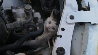 Otomobilin motoruna giren kedi, itfaiye ekipleri tarafından çıkarıldı