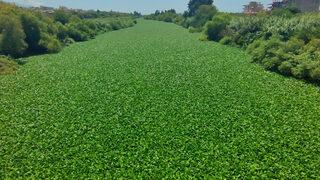Hatay'da şaşırtan görüntü! Su sümbülleri Asi Nehri'ni istila etti