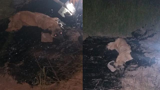 Zift birikintisine düşen köpeği 2 saatte kurtardılar!