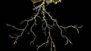 720 cinsel organlı Blob uzay yolunda! Beyni yok ama problem çözebiliyor