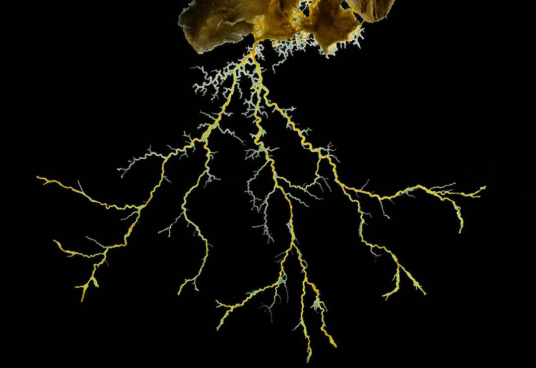 720 cinsel organlı "Blob" uzay yolunda! Beyni yok ama problem &ccedil;&ouml;zebiliyor