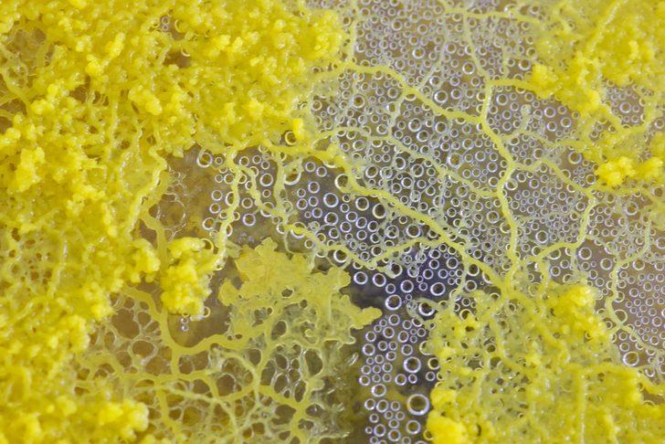 720 cinsel organlı "Blob" uzay yolunda! Beyni yok ama problem çözebiliyor G1