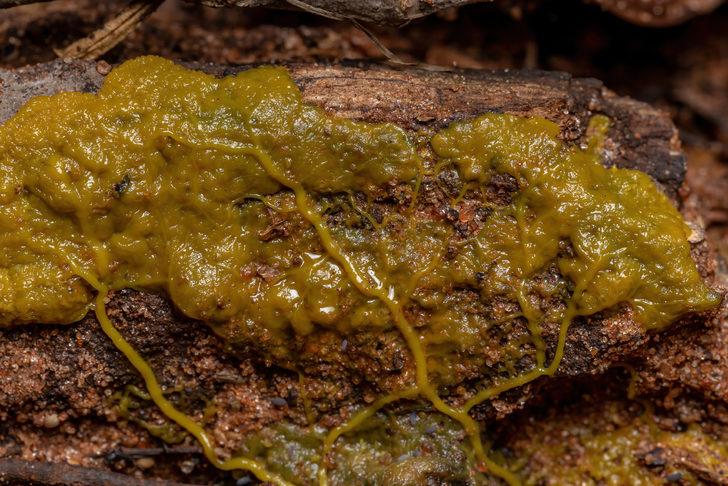 720 cinsel organlı "Blob" uzay yolunda! Beyni yok ama problem çözebiliyor G2