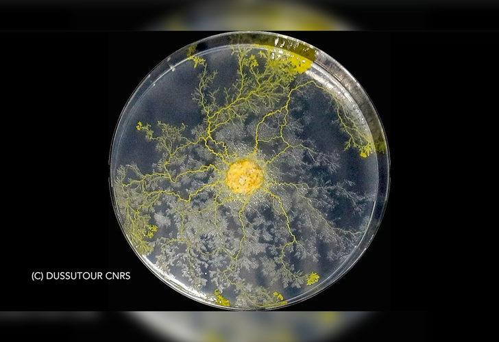 720 cinsel organlı "Blob" uzay yolunda! Beyni yok ama problem çözebiliyor G3