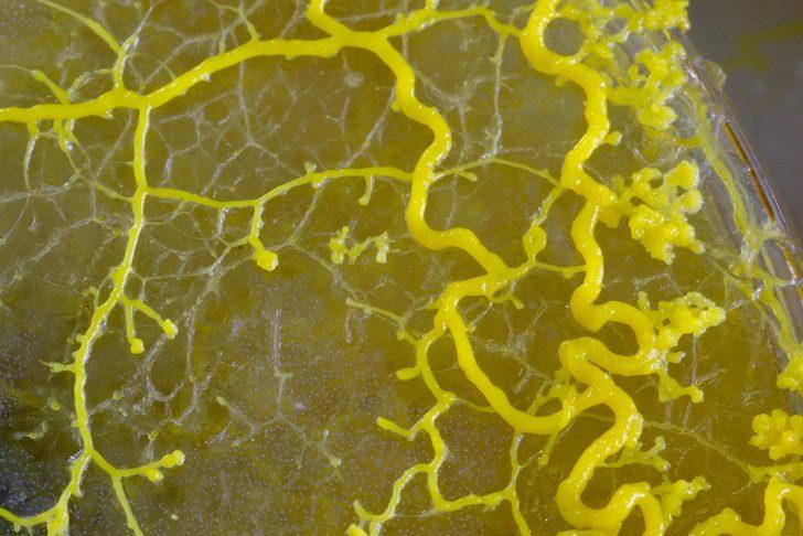 720 cinsel organlı "Blob" uzay yolunda! Beyni yok ama problem çözebiliyor G4