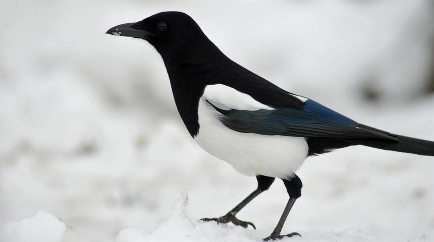 Korkunç olay! Annesinin kucağında saksağan saldırısına uğrayan bebek öldü