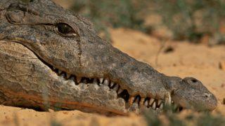 Antik Mısır’dan günümüze! Timsah gözyaşları benzetmesi nasıl ortaya çıktı?