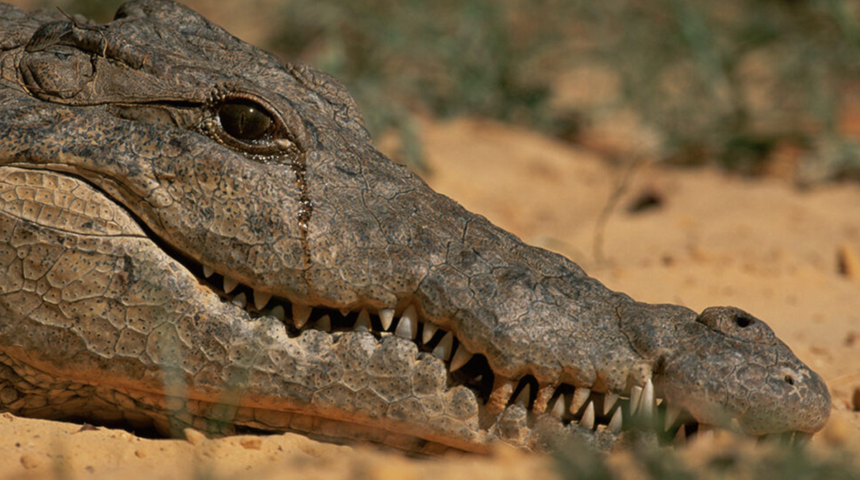 Antik Mısır’dan günümüze! Timsah gözyaşları benzetmesi nasıl ortaya çıktı?