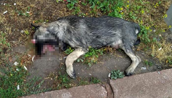 Kayseri'de vahşet! Çenesi kırılmış, gözleri oyulmuş ölü köpek bulundu