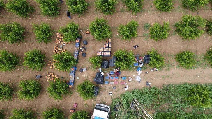 Bilecik'te hasat mesaisine başlayan şeftali üreticisinin yüzü gülüyor G1