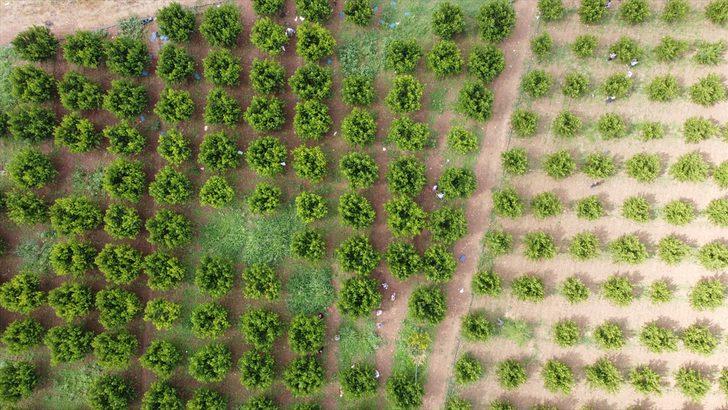 Bilecik'te hasat mesaisine başlayan şeftali üreticisinin yüzü gülüyor G2