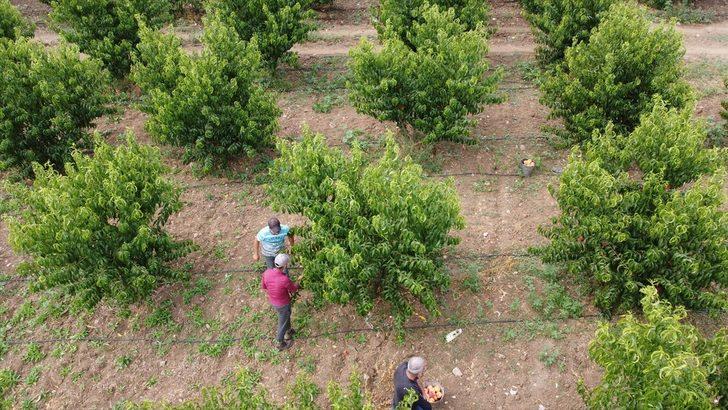 Bilecik'te hasat mesaisine başlayan şeftali üreticisinin yüzü gülüyor G3