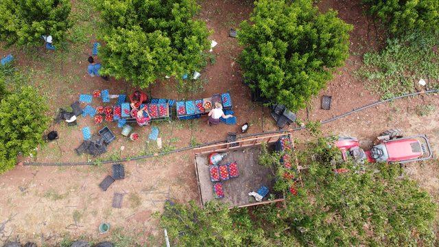 Bilecik'te hasat mesaisine başlayan şeftali üreticisinin yüzü gülüyor