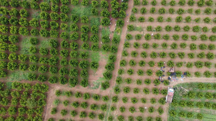 Bilecik'te hasat mesaisine başlayan şeftali üreticisinin yüzü gülüyor G5