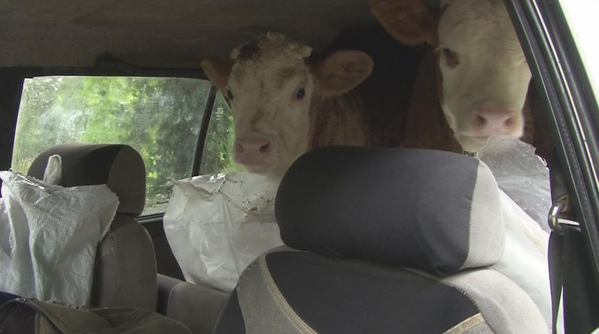 Sağanak yağış kenti esir aldı! Buzağılarını son anda bagaja koyarak kurtardı