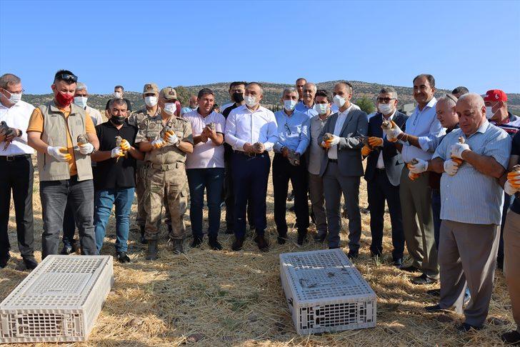 Kilis'te yaban hayatı çeşitliliğinin korunması için doğaya 200 keklik bırakıldı G1