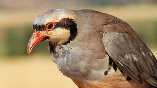 Kınalı keklikler doğaya bırakıldı