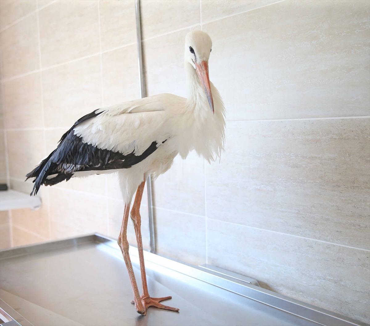 İzmir'de yaralı leylek tedavi altına alındı