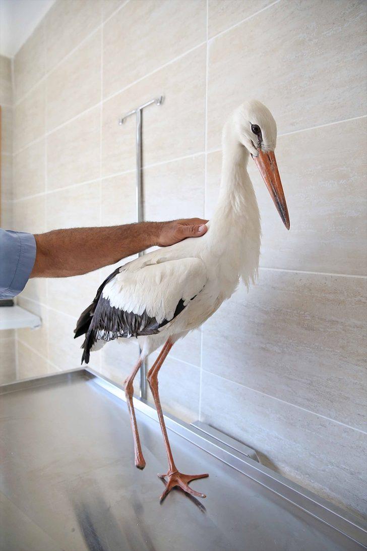 İzmir'de yaralı leylek tedavi altına alındı G3