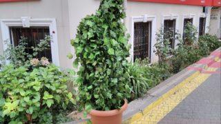 Böyle şaka olmaz! Çığlık attıran ağaç herkesi korkuttu