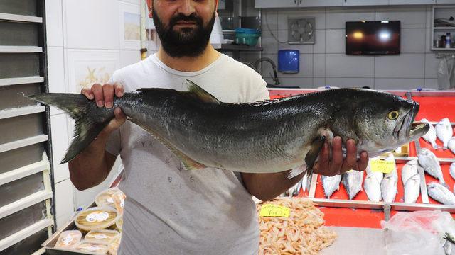 Çok nadir görülüyor, tam 6 kilo! Çanakkale'de 900 TL'den satışa çıkarıldı