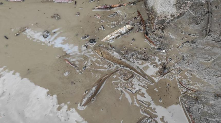 Görenler şaşkınlıklarını gizleyemedi! Hepsi karaya vurdu