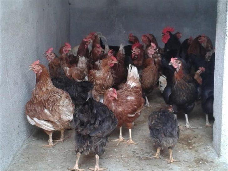 Marmaris'te yangın süresince bakımevi hayvanlara sığınak oldu G1