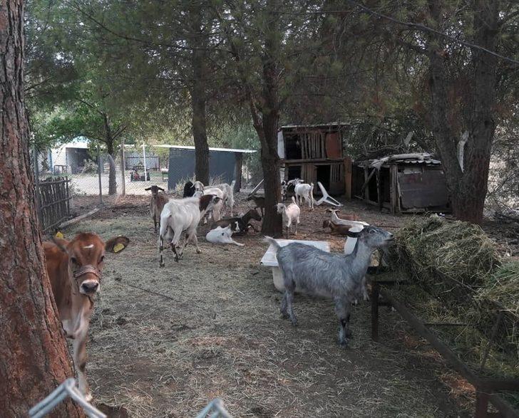 Marmaris'te yangın süresince bakımevi hayvanlara sığınak oldu G3