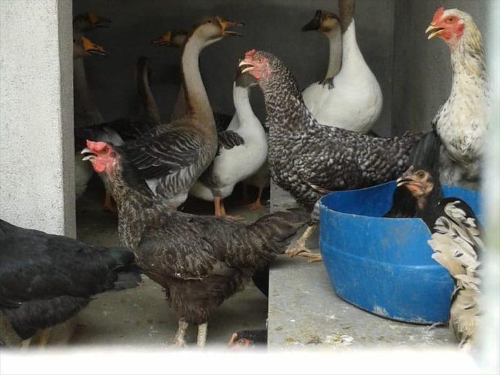 Marmaris'te yangın süresince bakımevi hayvanlara sığınak oldu G4