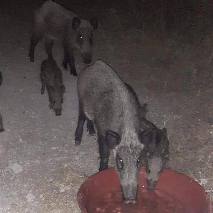 Marmaris'te yangın süresince bakımevi hayvanlara sığınak oldu G5