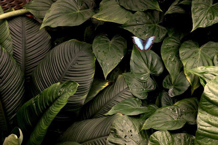 Kelebek bahçesinin narin sakinleri, mevsim meyveleriyle besleniyor G1