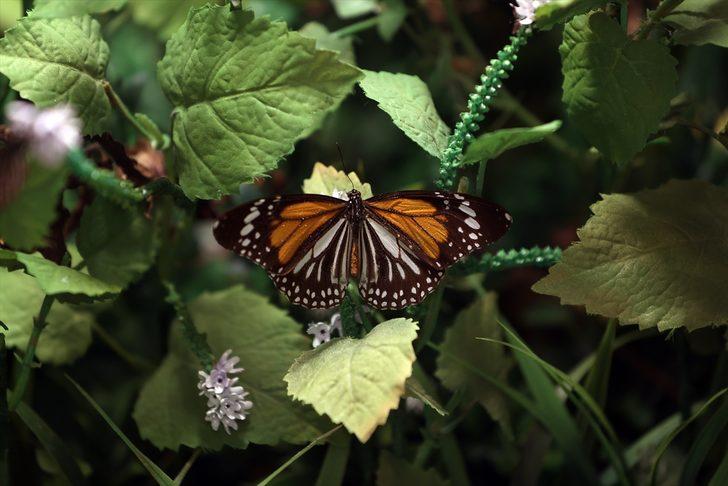 Kelebek bahçesinin narin sakinleri, mevsim meyveleriyle besleniyor G2