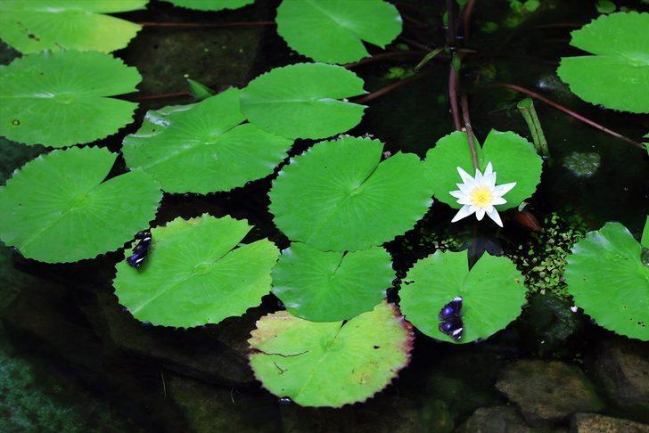 Kelebek bahçesinin narin sakinleri, mevsim meyveleriyle besleniyor G4