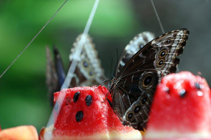 Kelebek bahçesinin narin sakinleri, mevsim meyveleriyle besleniyor G5