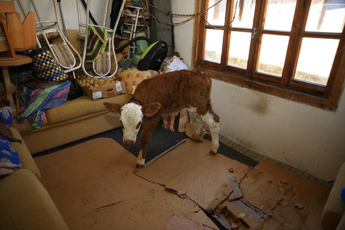 Selden kurtardığı 9 g&uuml;nl&uuml;k "Garip" isimli buzağısına evinde sevgiyle bakıyor