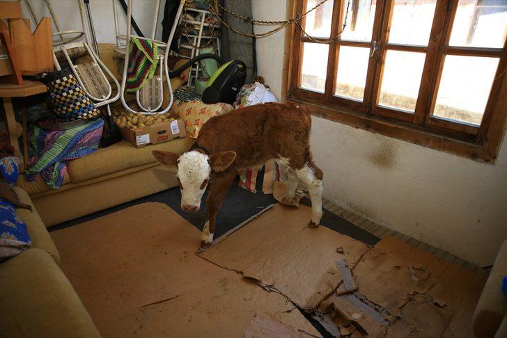 Selden kurtardığı 9 günlük "Garip" isimli buzağısına evinde sevgiyle bakıyor G1