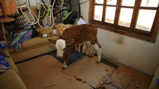 Selden kurtardığı 9 günlük Garip isimli buzağısına evinde sevgiyle bakıyor